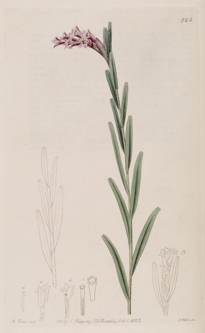 Illustrazione di Isochilus linearis da Jams  Watts